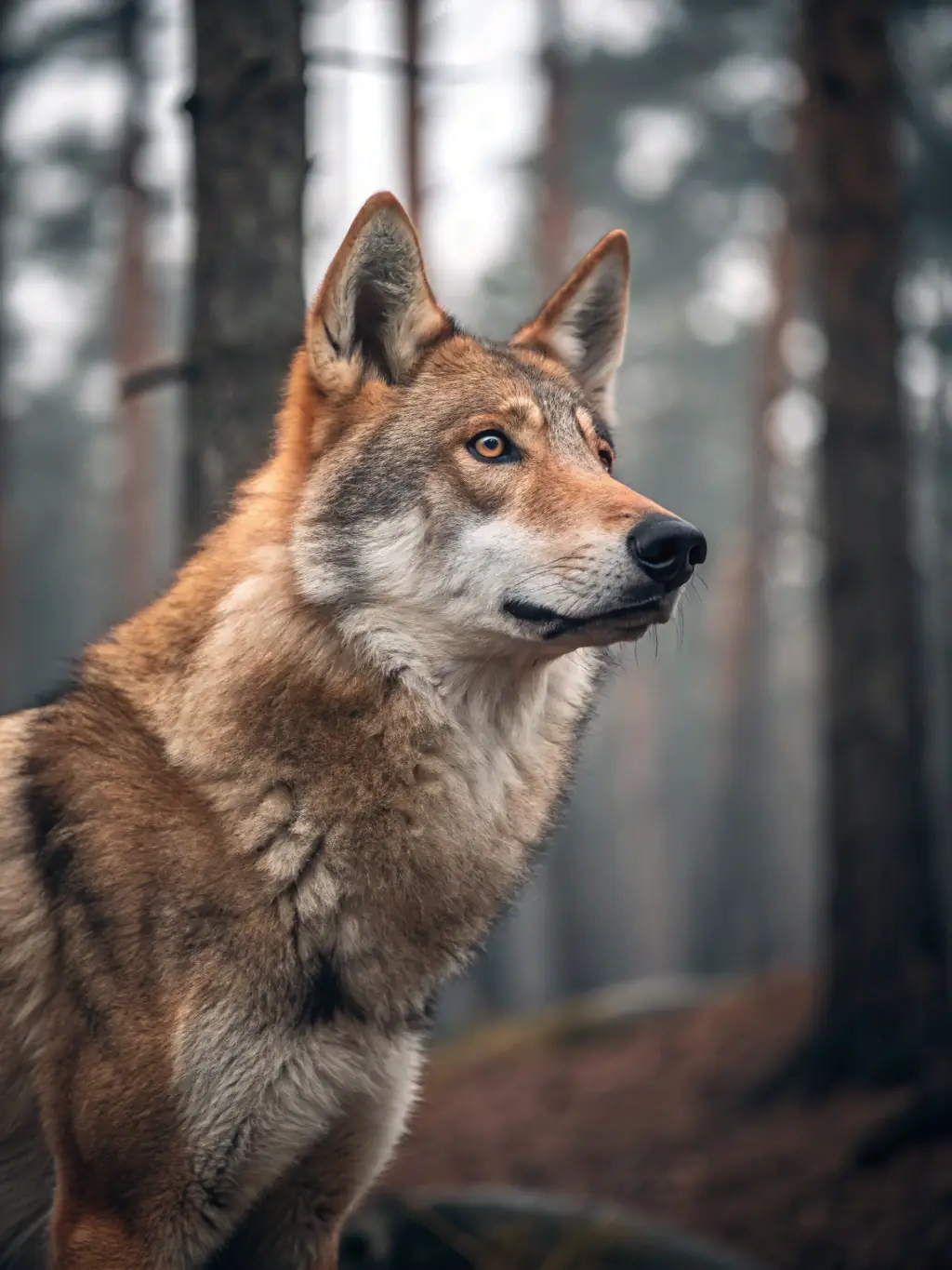 A photograph capturing the intensity and focus of a hunting dog during a trial, set against the backdrop of the Grands Causses.